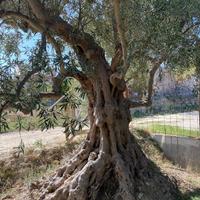 Albero di Ulivo secolare
