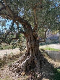 Albero di Ulivo secolare
