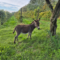 Asini asine asinelle pony