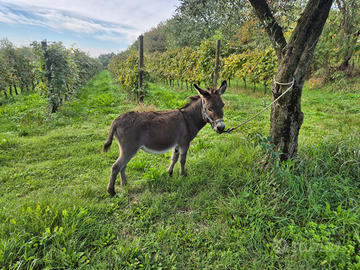 Asini asine asinelle pony