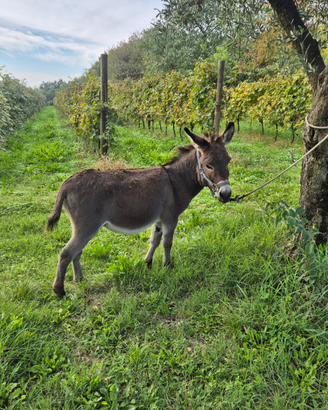 Asini asine asinelle pony