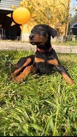 Doberman cuccioli