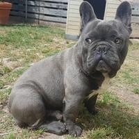 Stallone di bulldog francese blu