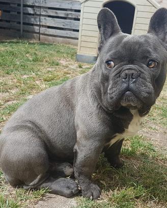 Stallone di bulldog francese blu