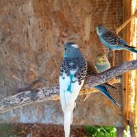 Cocorite allevati a mano