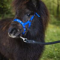 Mini pony