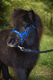 Mini pony