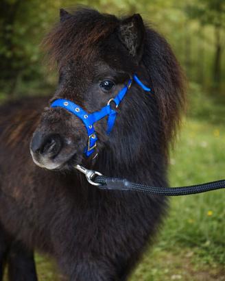 Mini pony