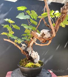Bonsai