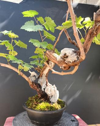 Bonsai