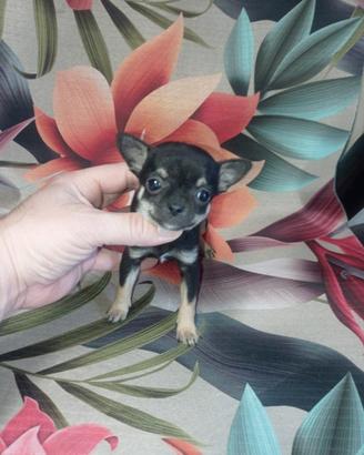 chiwawa Toy minii small