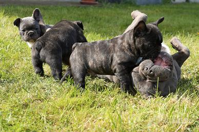 Bulldog francese maschio