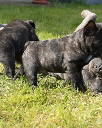 Bulldog francese maschio