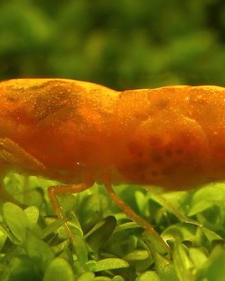 caridina caridine orange ed altro