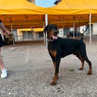 Dobermann per monta