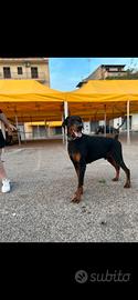 Dobermann per monta