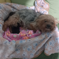 Yorkshire taglia piccola pedigree