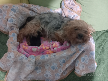 Yorkshire taglia piccola pedigree