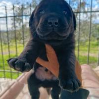 Labrador retriever chocolate o nero