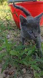 Gattini spettacolari