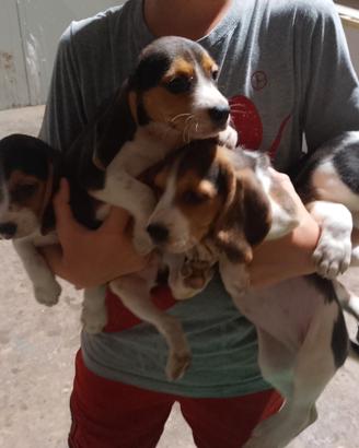 Beagle