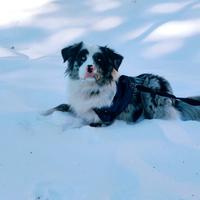 Pastore Australiano da monta