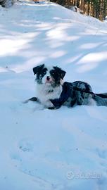 Pastore Australiano da monta