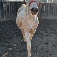Cavallo arabo anni 14