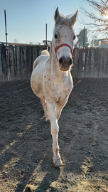 Cavallo arabo anni 14