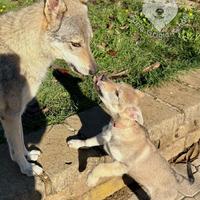 Cuccioli di cane lupo cecoslovacco