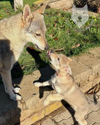 Cuccioli di cane lupo cecoslovacco