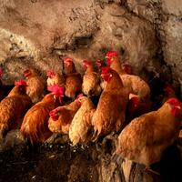 Galline nostrane