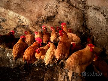 Galline nostrane
