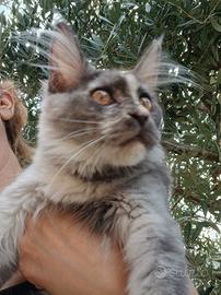 cucciola di Maine Coon con pedigree