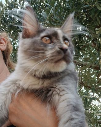 cucciola di Maine Coon con pedigree