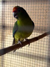 Kakariki vari colori
