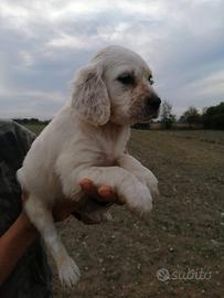 Setter inglese