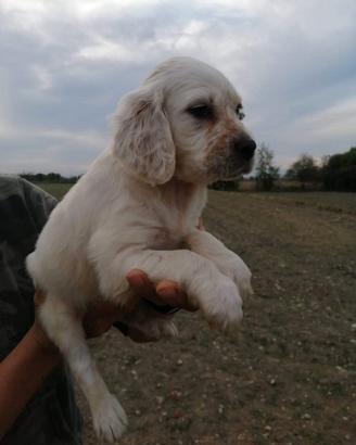 Setter inglese