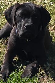 Cane Corso