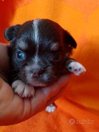 Chihuhuahua maschi