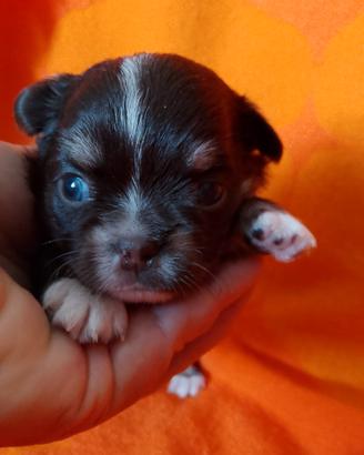 Chihuhuahua maschi