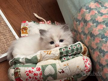 Ragdoll cuccioli