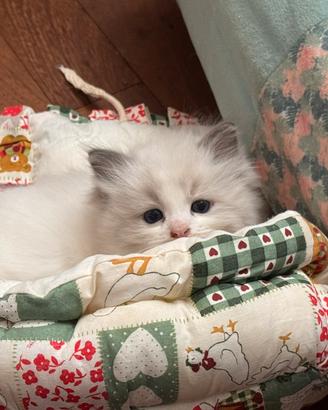 Ragdoll cuccioli