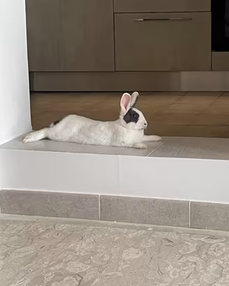 Coniglio nano femmina