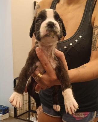 Cuccioli di Boxer