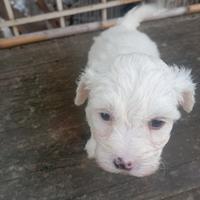 Cuccioli di maltipoo