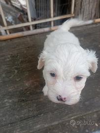 Cuccioli di maltipoo