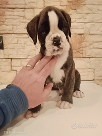 Boxer cuccioli