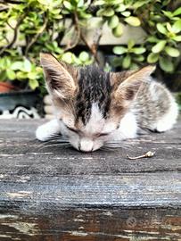 Si regala gattino