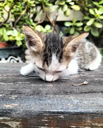 Si regala gattino